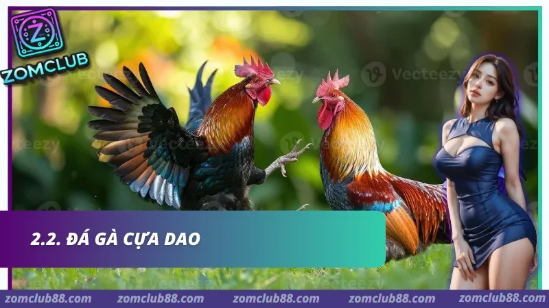 Kinh nghiệm quan sát chiến kê khi xem đá gà Zomclub qua tốc độ ra chân thăng bằng và phản ứng sau va chạm
